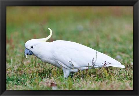 Framed Sulfur-crested Cockatoo bird, Australia Print