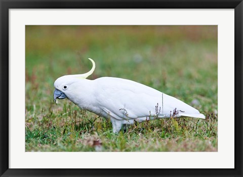 Framed Sulfur-crested Cockatoo bird, Australia Print