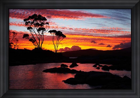 Framed Sunset, Gum Tree, Binalong Bay, Bay of Fires, Australia Print