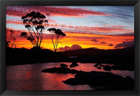 Framed Sunset, Gum Tree, Binalong Bay, Bay of Fires, Australia Print