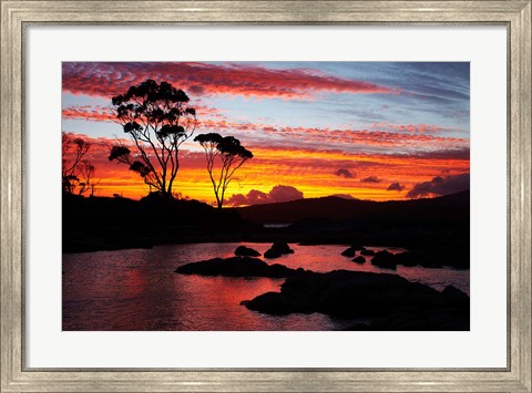 Framed Sunset, Gum Tree, Binalong Bay, Bay of Fires, Australia Print