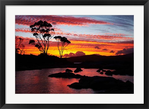 Framed Sunset, Gum Tree, Binalong Bay, Bay of Fires, Australia Print