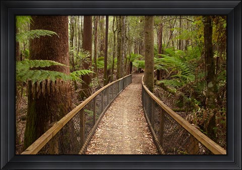 Framed Tall Trees Walk, Mount Field National Park, Tasmania, Australia Print
