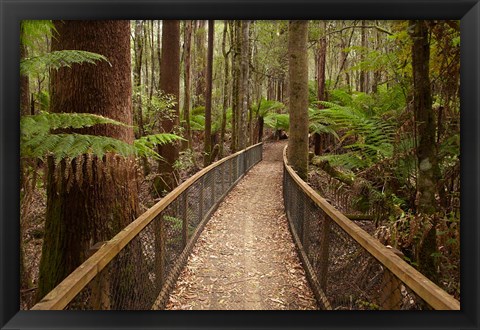 Framed Tall Trees Walk, Mount Field National Park, Tasmania, Australia Print