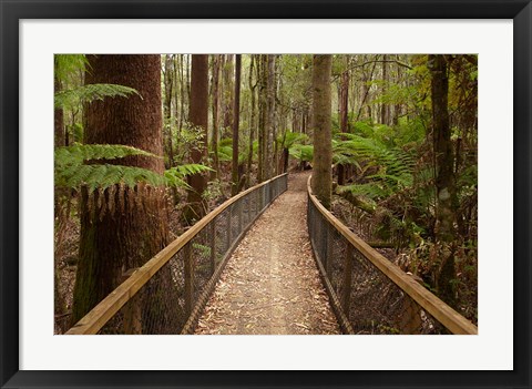 Framed Tall Trees Walk, Mount Field National Park, Tasmania, Australia Print