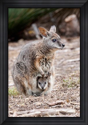 Framed Tammar wallaby wildlife, Australia Print