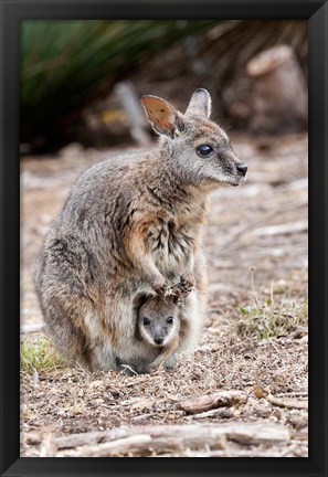 Framed Tammar wallaby wildlife, Australia Print