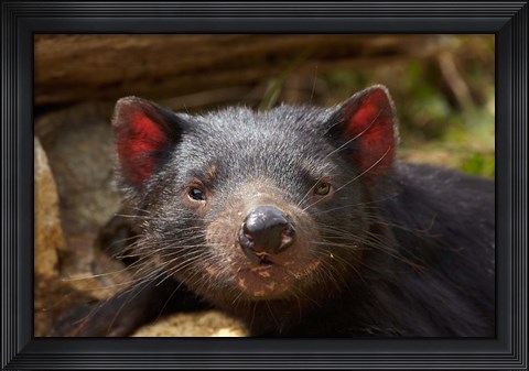 Framed Tasmanian Devil wildlife, Southern Tasmania, Australia Print