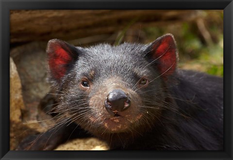 Framed Tasmanian Devil wildlife, Southern Tasmania, Australia Print