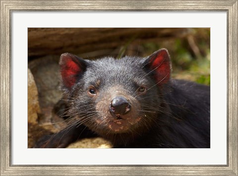 Framed Tasmanian Devil wildlife, Southern Tasmania, Australia Print