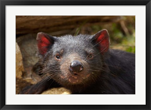 Framed Tasmanian Devil wildlife, Southern Tasmania, Australia Print