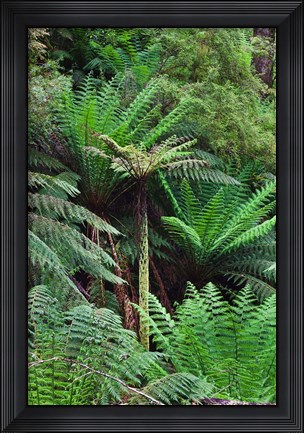 Framed Tree Fern in Melba Gully, Great Otway NP, Victoria, Australia Print