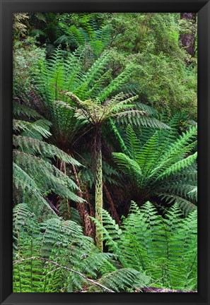 Framed Tree Fern in Melba Gully, Great Otway NP, Victoria, Australia Print