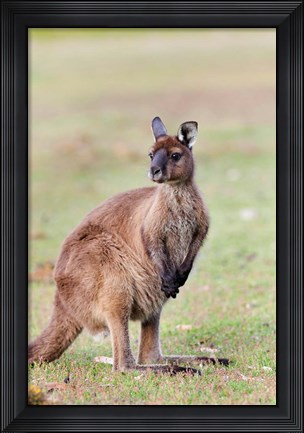Framed Western grey kangaroo, Australia Print