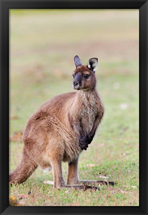 Framed Western grey kangaroo, Australia Print