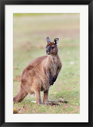 Framed Western grey kangaroo, Australia Print