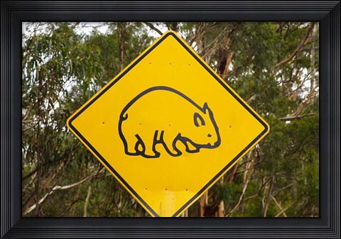 Framed Wombat warning sign, Tasman Peninsula, Australia Print