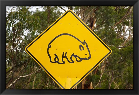 Framed Wombat warning sign, Tasman Peninsula, Australia Print