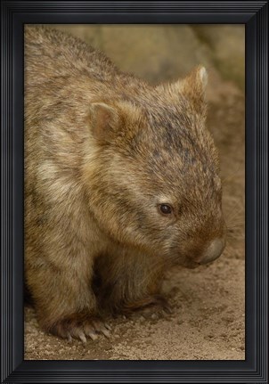 Framed Common Wombat, Marsupial, Australia Print