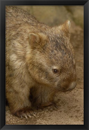 Framed Common Wombat, Marsupial, Australia Print