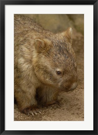 Framed Common Wombat, Marsupial, Australia Print