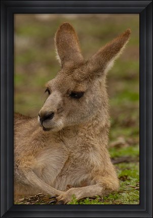 Framed Eastern Grey Kangaroo resting, Queensland, Australia Print