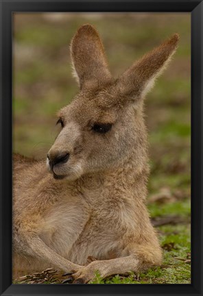 Framed Eastern Grey Kangaroo resting, Queensland, Australia Print