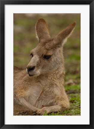 Framed Eastern Grey Kangaroo resting, Queensland, Australia Print