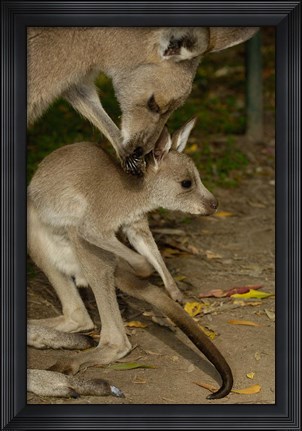 Framed Eastern Grey Kangaroo with baby, Queensland AUSTRALIA Print