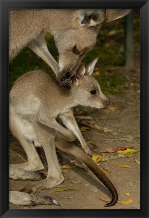 Framed Eastern Grey Kangaroo with baby, Queensland AUSTRALIA Print