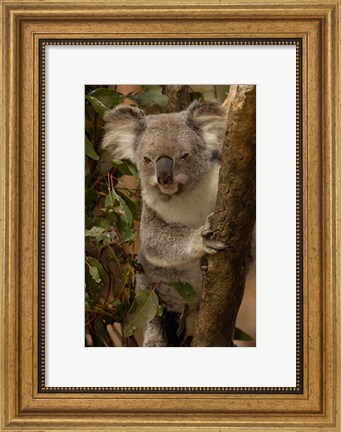 Framed Koala bear, Lone Pine Koala Sanctuary, AUSTRALIA Print