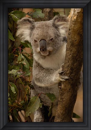 Framed Koala bear, Lone Pine Koala Sanctuary, AUSTRALIA Print