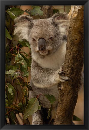 Framed Koala bear, Lone Pine Koala Sanctuary, AUSTRALIA Print