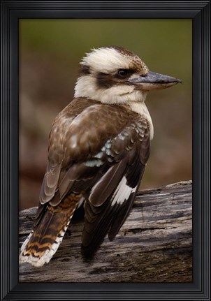 Framed Laughing kookaburra bird, Stradbroke Island, Australia Print