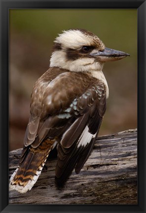 Framed Laughing kookaburra bird, Stradbroke Island, Australia Print