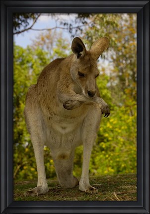 Framed Preening Eastern Grey Kangaroo, Queensland AUSTRALIA Print