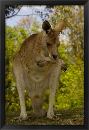 Framed Preening Eastern Grey Kangaroo, Queensland AUSTRALIA Print