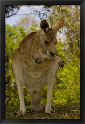 Framed Preening Eastern Grey Kangaroo, Queensland AUSTRALIA Print