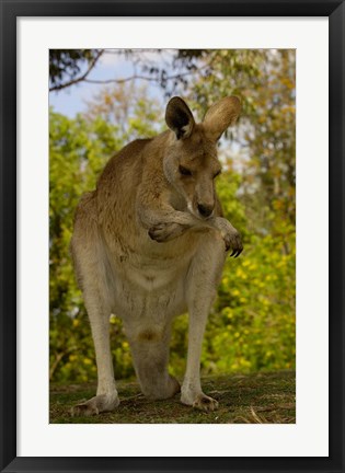 Framed Preening Eastern Grey Kangaroo, Queensland AUSTRALIA Print