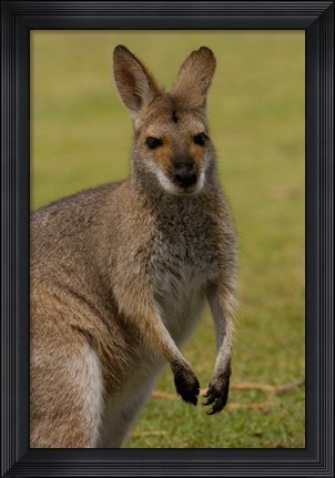 Framed Pretty-faced Wallaby wildlife, AUSTRALIA Print