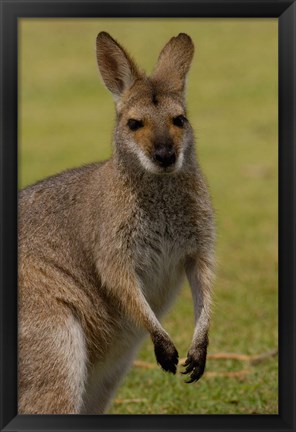 Framed Pretty-faced Wallaby wildlife, AUSTRALIA Print