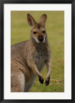 Framed Pretty-faced Wallaby wildlife, AUSTRALIA Print