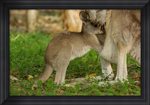 Framed Australia, Queensland, Eastern Grey Kangaroo and joey Print
