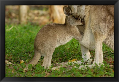 Framed Australia, Queensland, Eastern Grey Kangaroo and joey Print