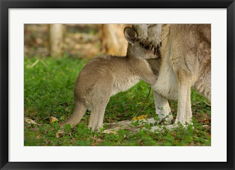 Framed Australia, Queensland, Eastern Grey Kangaroo and joey Print