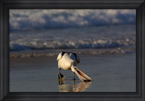 Framed Australian pelican bird, Stradbroke Island, Australia Print