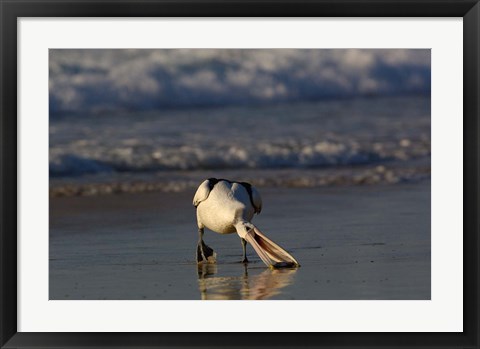 Framed Australian pelican bird, Stradbroke Island, Australia Print