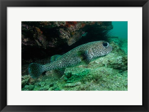 Framed Black-spotted Porcupinefish, North Stradbroke, Australia Print