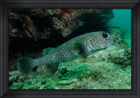 Framed Black-spotted Porcupinefish, North Stradbroke, Australia Print
