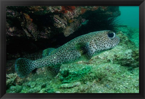 Framed Black-spotted Porcupinefish, North Stradbroke, Australia Print